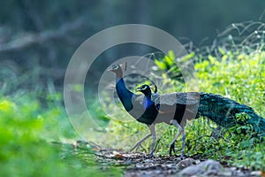 indian peafowl or peacock beautiful scenic green background in misty winter morning at ranthambore national park, india