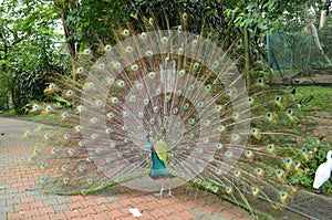 Indian peafowl / peacock shoeing off it`s tail