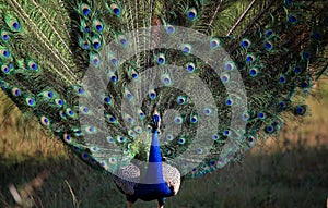 Indian Peafowl (peacok)