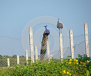 Indian Peafowl and Peahen - A Couple
