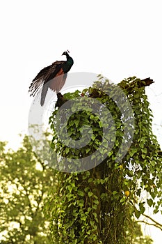 Indian peafowl resting on a tree