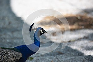 Indian Peafowl Strutting Through Green Area