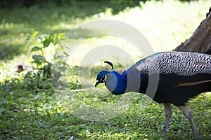 Indian Peafowl Strutting Through Green Area