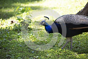 Indian Peafowl Strutting Through Green Area