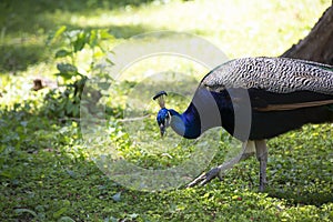 Indian Peafowl Strutting Through Green Area