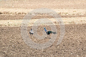 Indian Peafowls in dry field