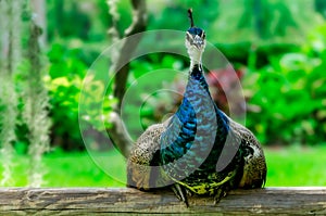 Indian peahen in St. Augustine Florida