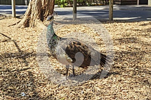An Indian Peahen
