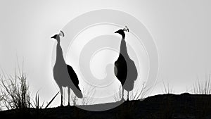 Indian Peahens on a rocky top. Silhoutte
