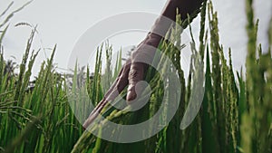 Indian peasant touching green wheats