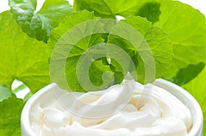 Indian pennywort anti-aging skin care product. photo