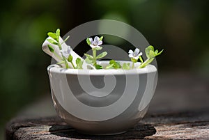 Indian pennywort, brahmi, Bacopa monnieri branch flowers ,green leaves on nature background photo