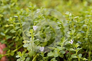 Indian pennywort, brahmi Bacopa monnieri, flowers on natural background.