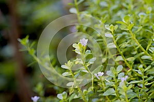 Indian pennywort, brahmi Bacopa monnieri, flowers on natural background. photo