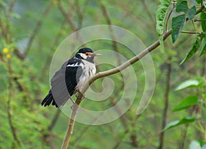 Indian pied myna or Asian Pied Starling Gracupica contra