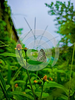 Indian Pierrot, Tarucus indica on a green leaf in the garden.