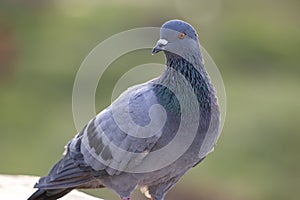 Indian Pigeon OR Rock Dove - The rock dove, rock pigeon, or common pigeon is a member of the bird family Columbidae. In common
