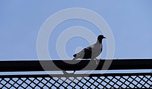 Indian Pigeon sitting on ledge of terrace and posing