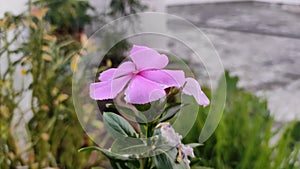 Indian Pink Flower photo