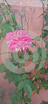 Indian pink rose