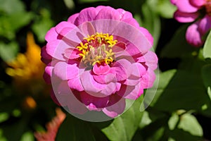 Indian Pink Rose flower, elegant Rose flower, Pink rose flowering plants with leaf green background