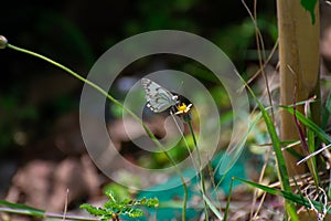 Indian Pioneer Butterfly Belenois aurota perching yellow colored wild flower in the forest