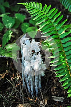 Indian Pipe or Ghost Plant