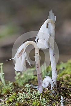 Indian Pipe Monotropa uniflora - Haliburton, Ontario, Canada