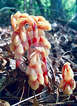 Indian Pipe Mushrooms in the Woods