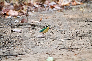 Indian Pitta in Bandhavgarh National Park during summers