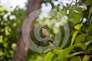 Indian Pitta, Pitta brachyura, Bandhavgarh Tiger Reserve, Madhya Pradesh