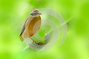 Indian pitta, Pitta brachyura, in the beautiful nature habitat, Yala National Park, Sri Lanka. Rare bird in the green vegetation.