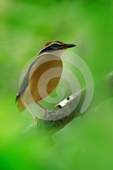 Indian pitta, Pitta brachyura, in the beautiful nature habitat, Yala National Park, Sri Lanka. Rare bird in the green vegetation.