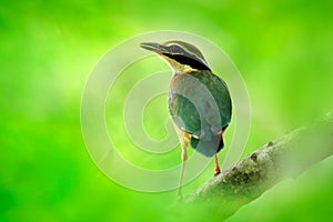 Indian pitta, Pitta brachyura, in the beautiful nature habitat, Yala National Park, Sri Lanka. Rare bird in the green vegetation.