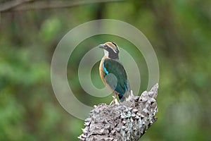 Indian Pitta, Pitta brachyura at Porvorim, Goa