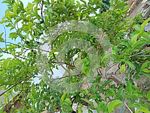 INDIAN PLANT