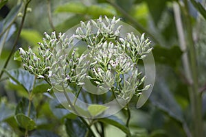 Indian plantain  Hasteola suaveolens