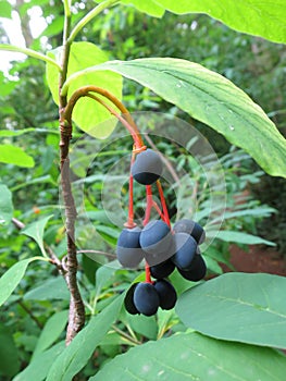 Indian Plum Fruit - Oemleria cerasiformis