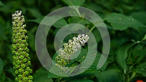 Indian poke or Phytolacca acinosa blossom close-up at flowerbed, selective focus, shallow DOF