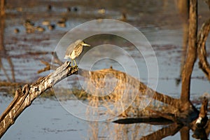 Indian pond heron