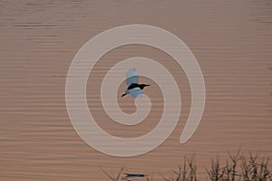 Indian Pond Heron on Agastya Lake at Sunset, Badami, Bagalkot, Karnataka, India