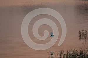 Indian Pond Heron on Agastya Lake at Sunset, Badami, Bagalkot, Karnataka, India