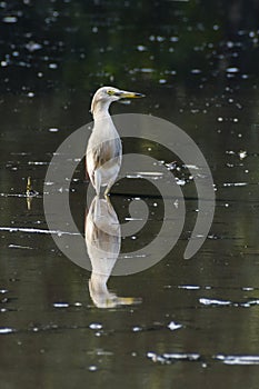 Indian Pond Heron, Ardeola gray, in the nature swamp habitat, Bird in the water for hunting. Brown heron from Asia.