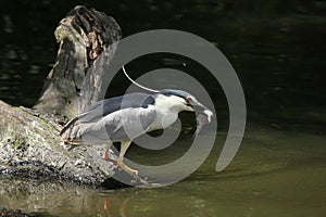 Indian pond heron (Ardeola grayii)