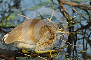 Indian Pond Heron Ardeola grayii