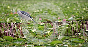 Indian pond heron (Ardeola grayii) on Dal lake