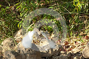 Indian pond heron Ardeola grayii taking flight.