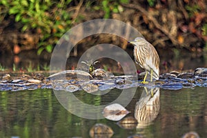 Indian Pond Heron, Ardeola grayii, Wetlands, Royal Bardia National Park