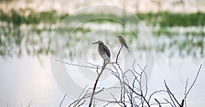 Indian pond heron and blue-tailed bee-eater perch near each other, photographed against a lagoons waterbody in the morning Bundaa