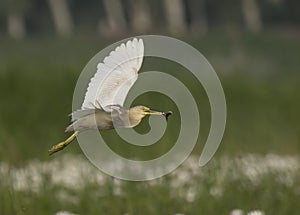 Indian Pond heron Flying